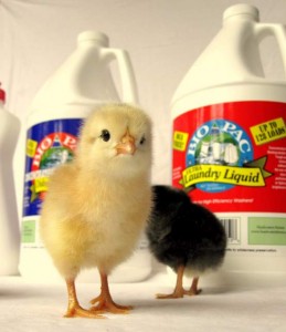 Baby Chicks and Bio Pac's Biodegradable Cleaning Products