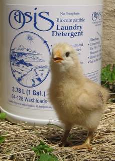 A yellow chick and a bottle of Oasis laundry liquid